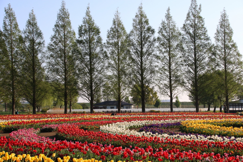 f:id:digibirds:20170424142833j:image