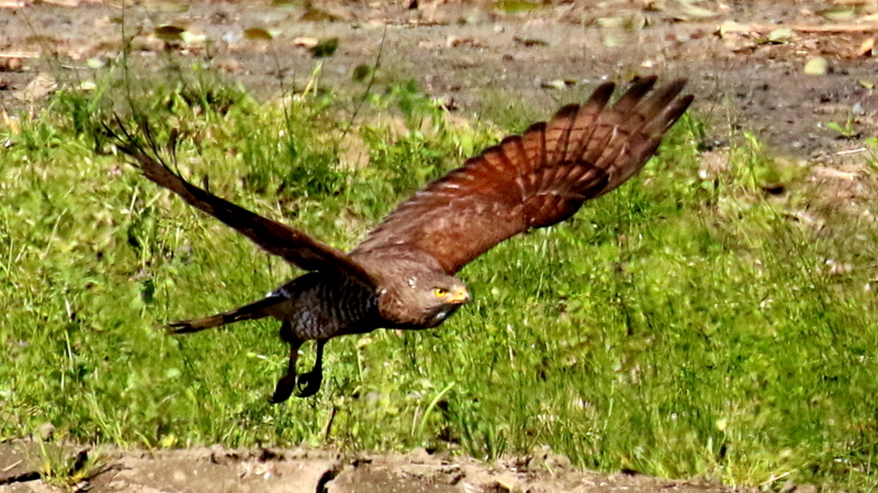 f:id:digibirds:20170430232846j:image f:id:digibirds:20170430232846j:image