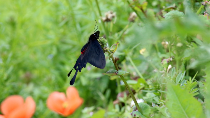 f:id:digibirds:20170501054930j:image