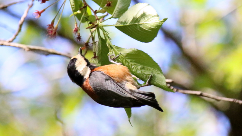 f:id:digibirds:20170503064056j:image