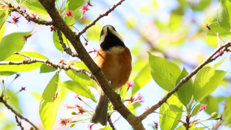 f:id:digibirds:20170503064103j:image
