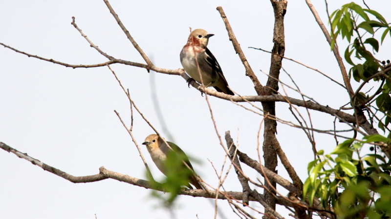 f:id:digibirds:20170503183132j:image f:id:digibirds:20170503183132j:image