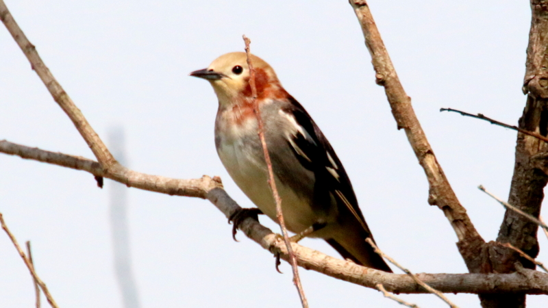 f:id:digibirds:20170503183228j:image f:id:digibirds:20170503183228j:image