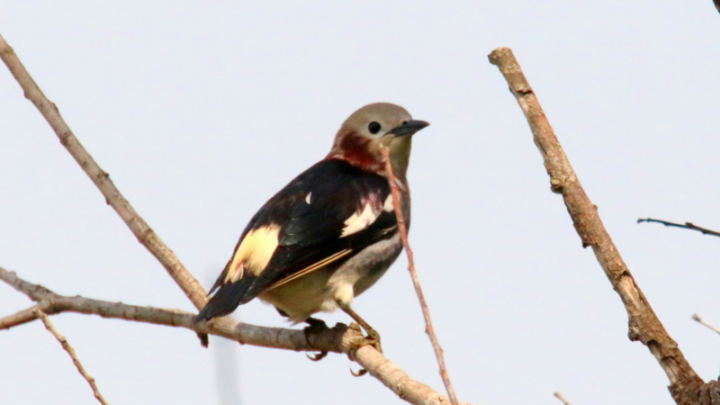 f:id:digibirds:20170503183458j:image