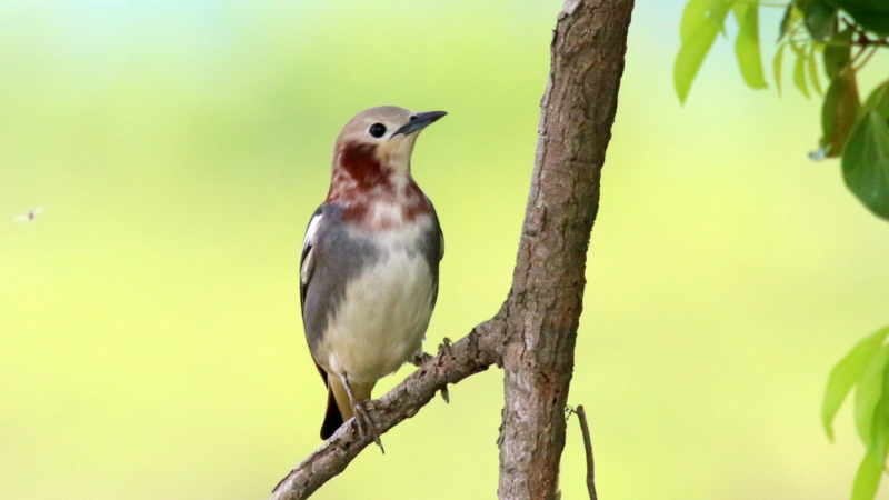 f:id:digibirds:20170503183539j:image