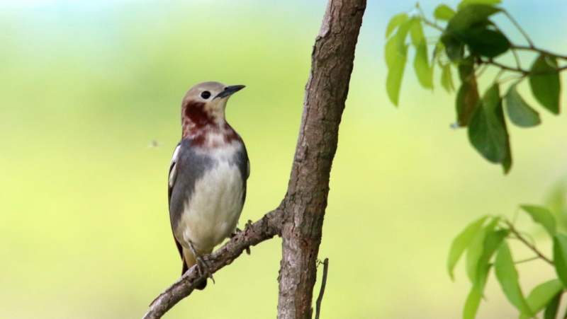 f:id:digibirds:20170503183616j:image