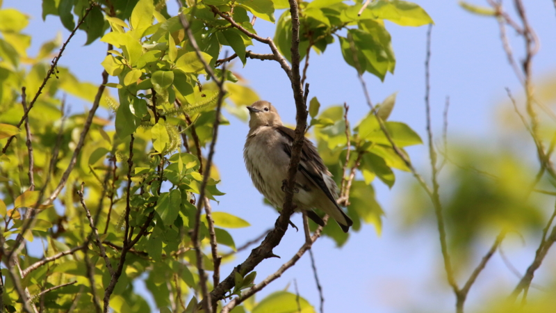 f:id:digibirds:20170503184337j:image f:id:digibirds:20170503184337j:image