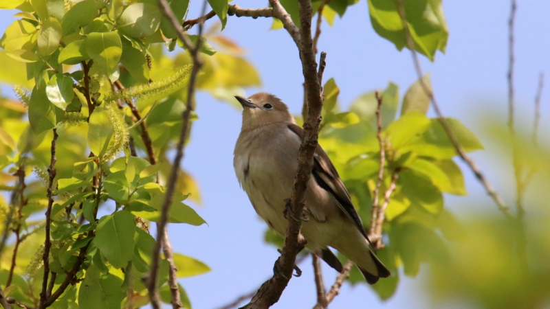 f:id:digibirds:20170503184444j:image
