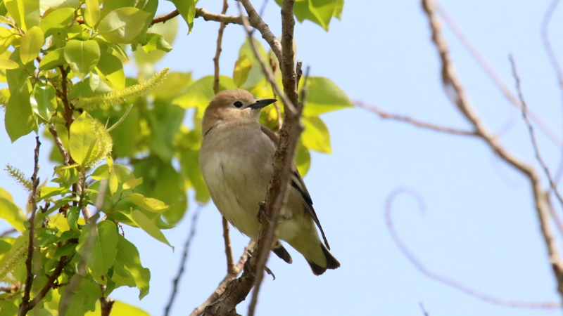 f:id:digibirds:20170503184450j:image