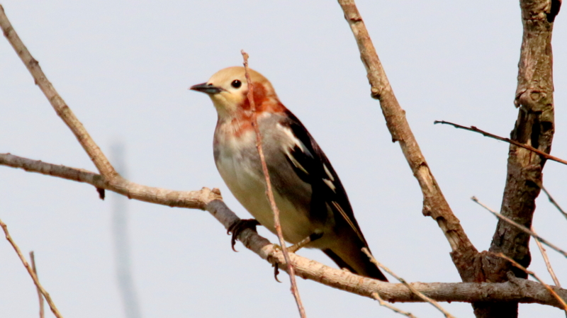f:id:digibirds:20170503184614j:image f:id:digibirds:20170503184614j:image
