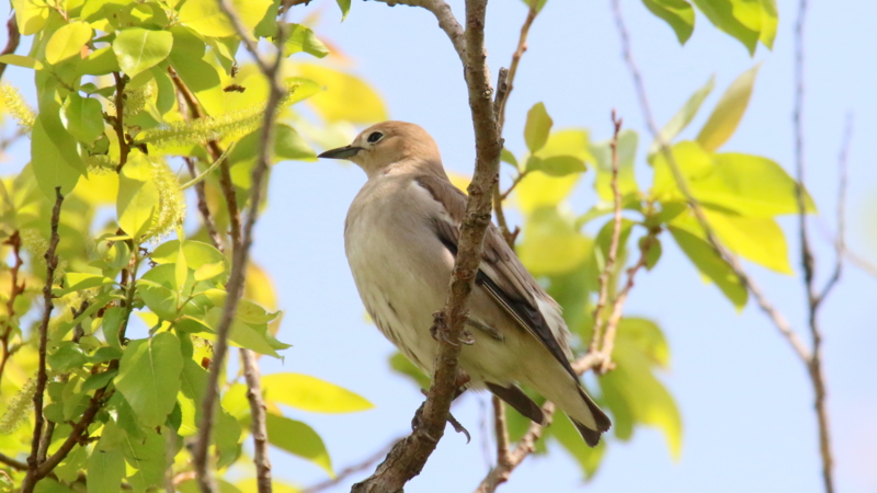 f:id:digibirds:20170503184617j:image