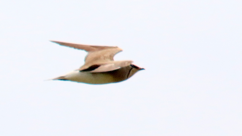 f:id:digibirds:20170506151323j:image