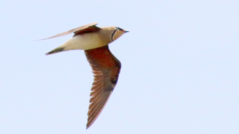 f:id:digibirds:20170506151326j:image