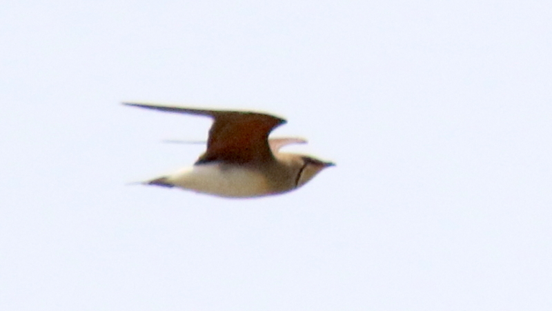 f:id:digibirds:20170506151429j:image