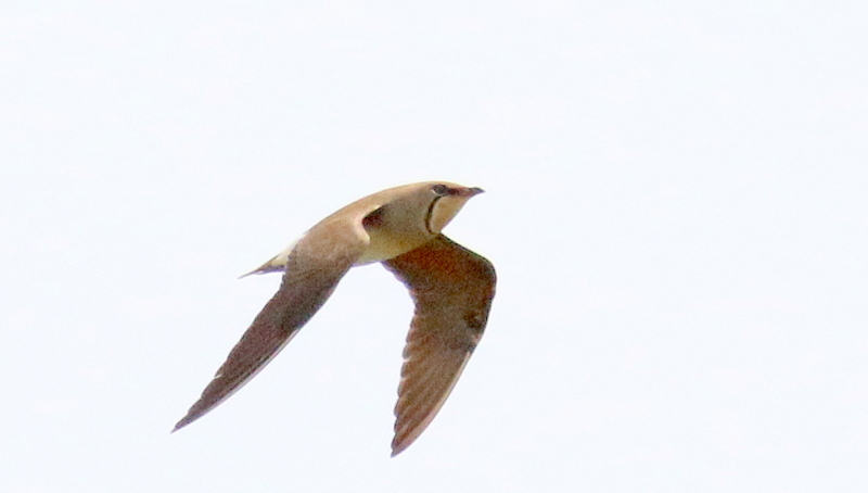 f:id:digibirds:20170506151523j:image