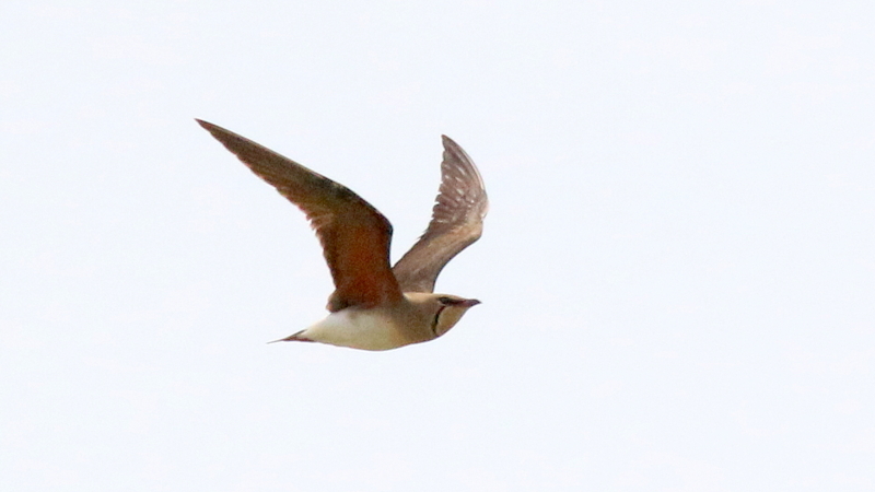 f:id:digibirds:20170506151524j:image