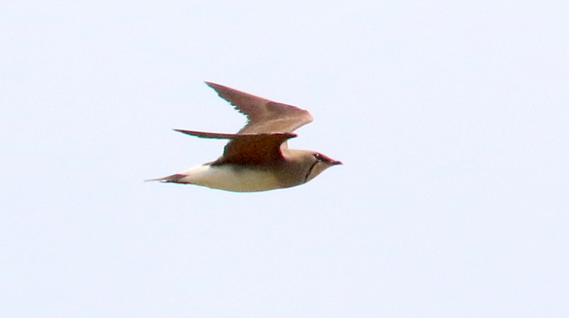 f:id:digibirds:20170506151526j:image