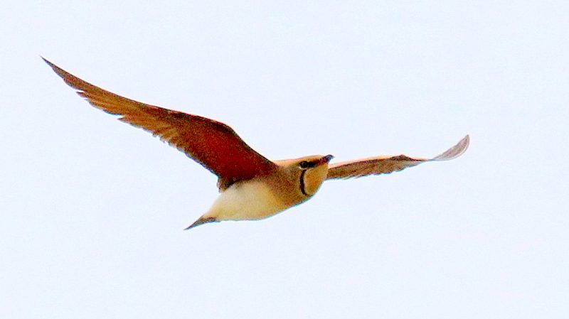 f:id:digibirds:20170506211452j:image