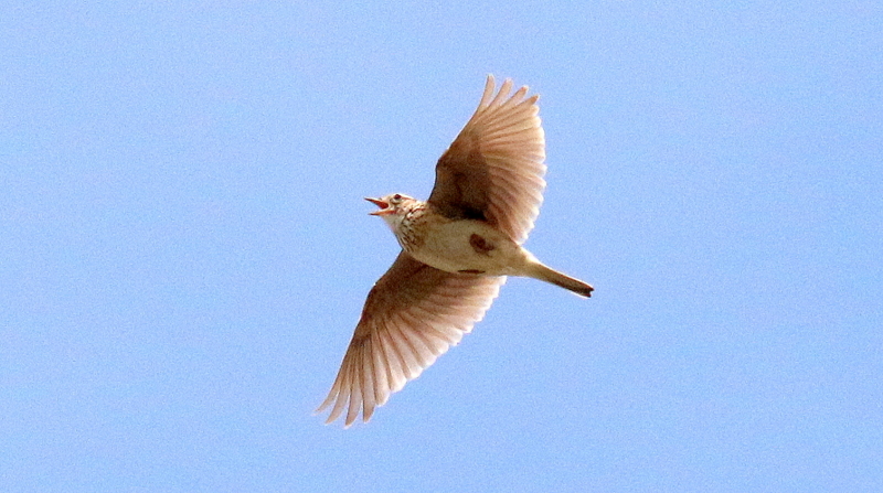 f:id:digibirds:20170507223559j:image