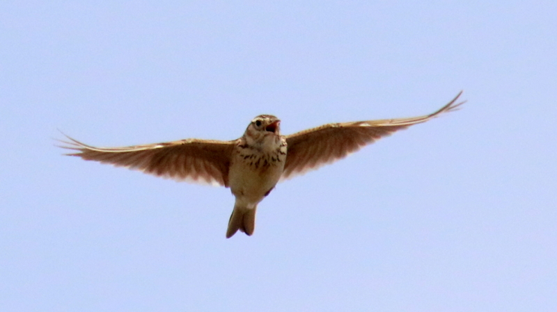 f:id:digibirds:20170507223658j:image