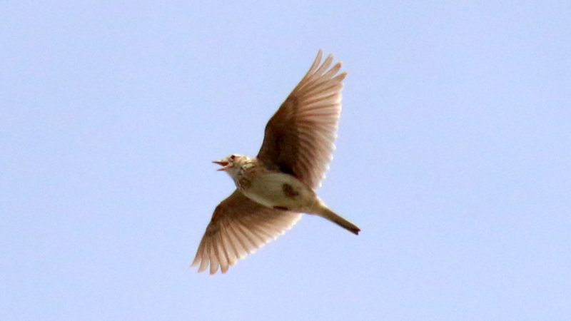 f:id:digibirds:20170507223703j:image