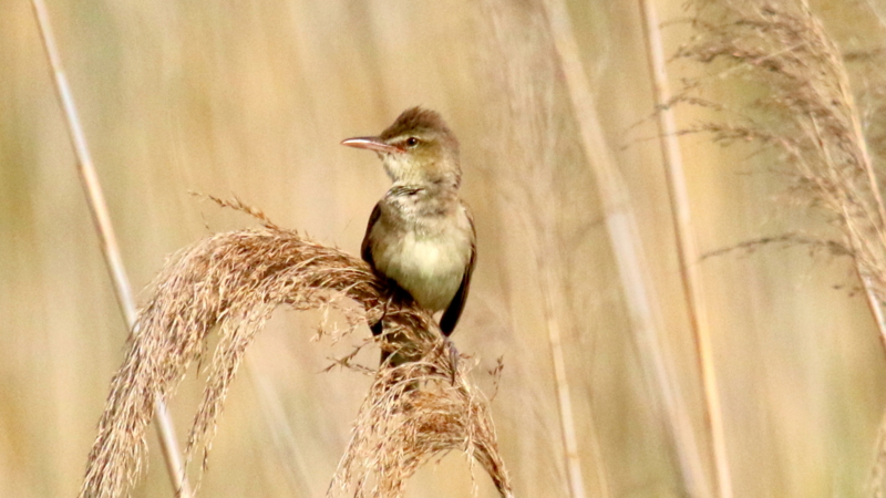 f:id:digibirds:20170511200059j:image