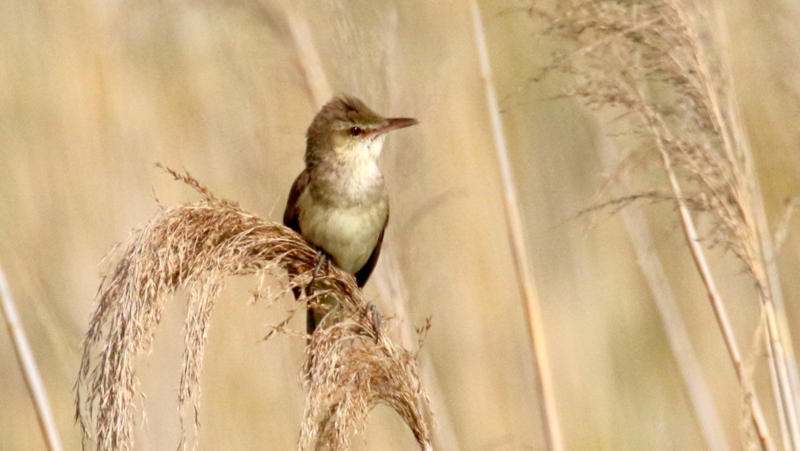 f:id:digibirds:20170511200101j:image