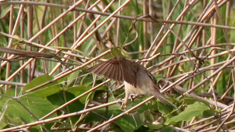 f:id:digibirds:20170511200108j:image