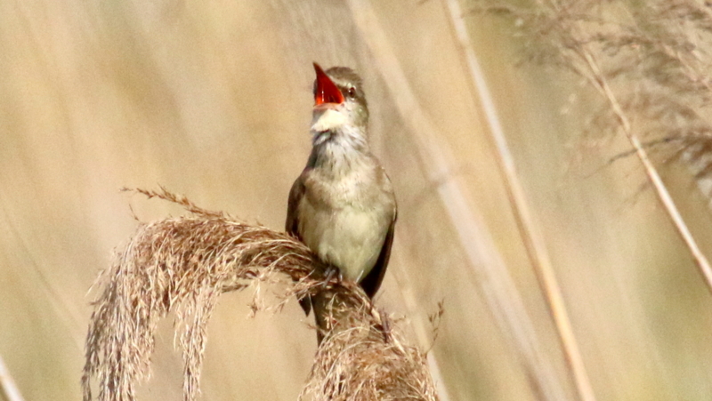 f:id:digibirds:20170512144211j:image