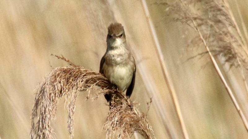 f:id:digibirds:20170512144339j:image