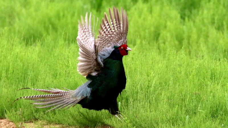 2羽のメスを呼ぶ母衣打ちする雉のオス - なかなかなかね野鳥と自然の