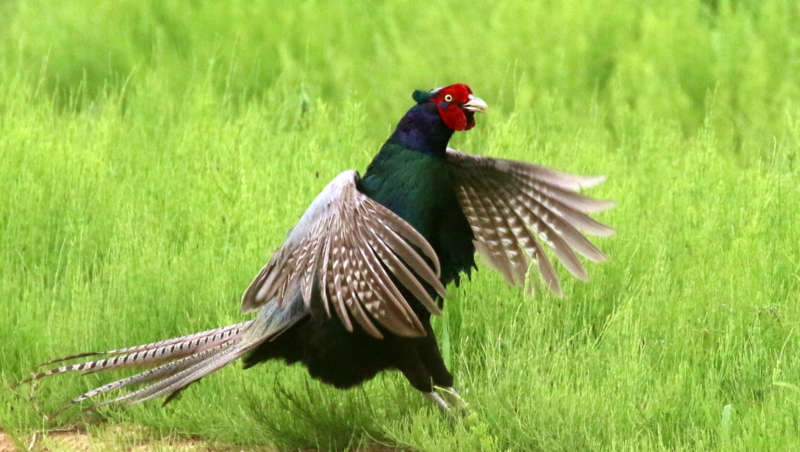 2羽のメスを呼ぶ母衣打ちする雉のオス - なかなかなかね野鳥と自然の写真館