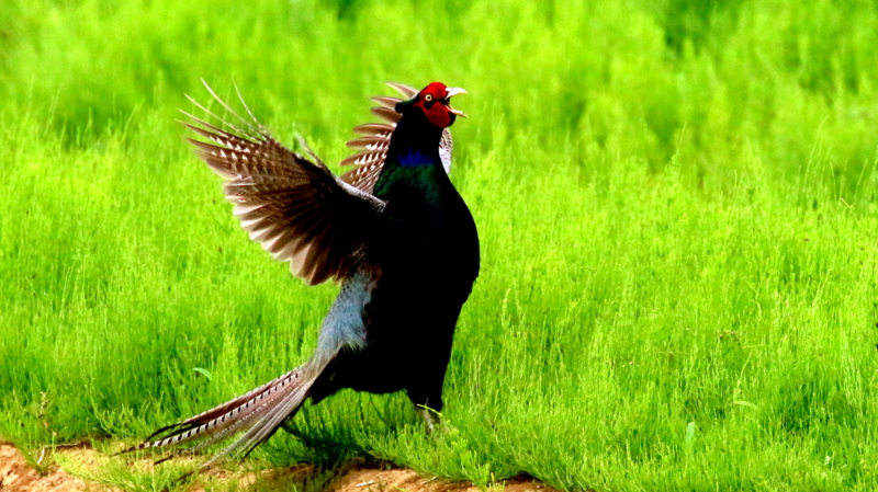 2羽のメスを呼ぶ母衣打ちする雉のオス なかなかなかね野鳥と自然の写真館 2羽のメスを呼ぶ母衣打ちする雉のオス なかなかなかね野鳥と自然の写真館