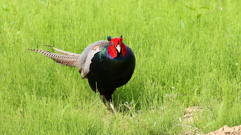 2羽のメスを呼ぶ母衣打ちする雉のオス - なかなかなかね野鳥と自然の写真館
