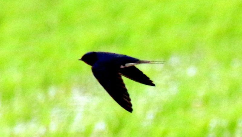 f:id:digibirds:20170516014021j:image