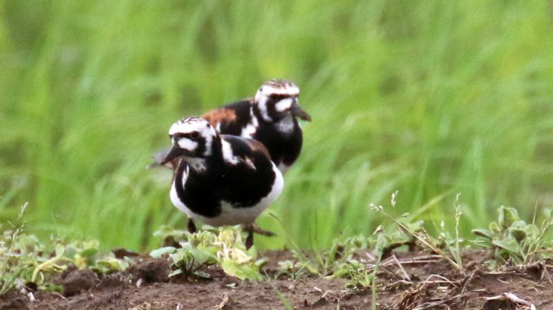 f:id:digibirds:20170516160030j:image f:id:digibirds:20170516160030j:image