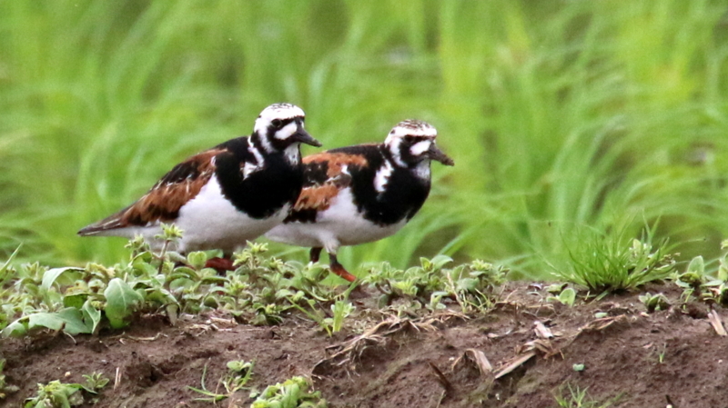 f:id:digibirds:20170516160033j:image f:id:digibirds:20170516160033j:image