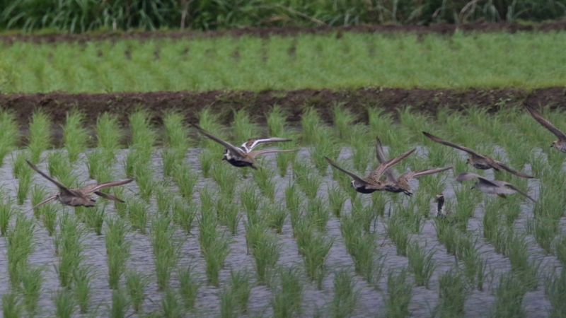 f:id:digibirds:20170518233327j:image