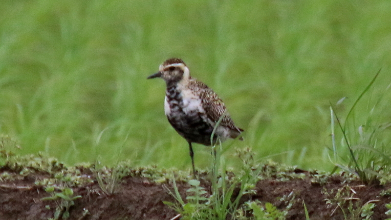 f:id:digibirds:20170518233448j:image