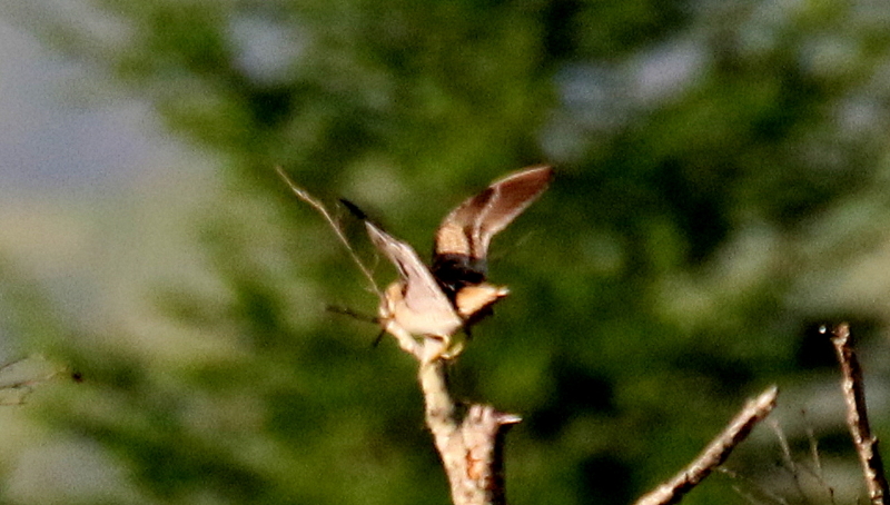 f:id:digibirds:20170521230824j:image