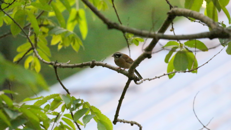 f:id:digibirds:20170522232228j:image