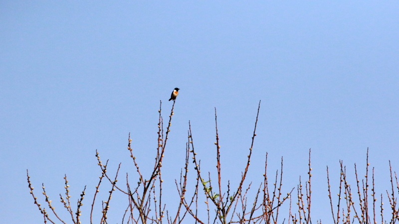 f:id:digibirds:20170524182934j:image