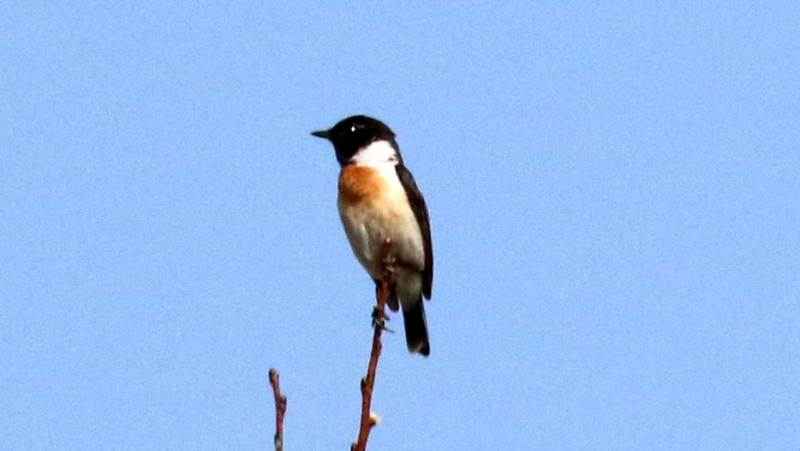 f:id:digibirds:20170524183057j:image