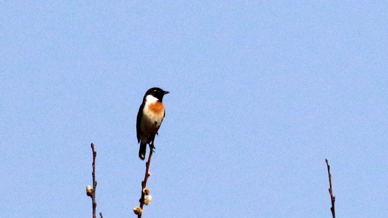 f:id:digibirds:20170524183109j:image