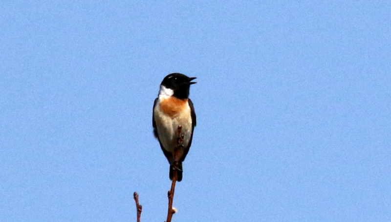 f:id:digibirds:20170524183205j:image