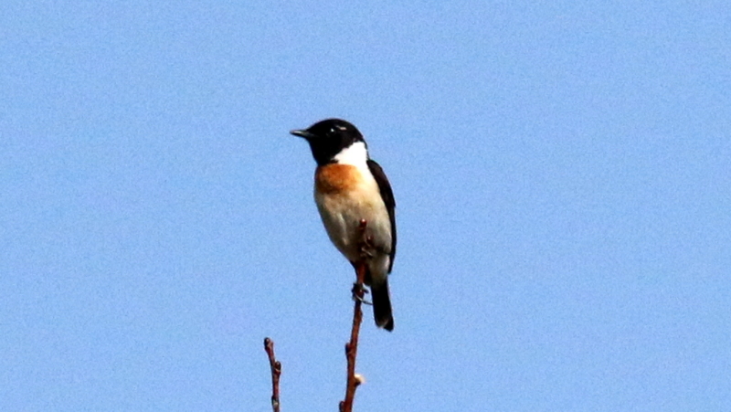 f:id:digibirds:20170524183211j:image
