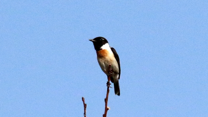 f:id:digibirds:20170524183215j:image