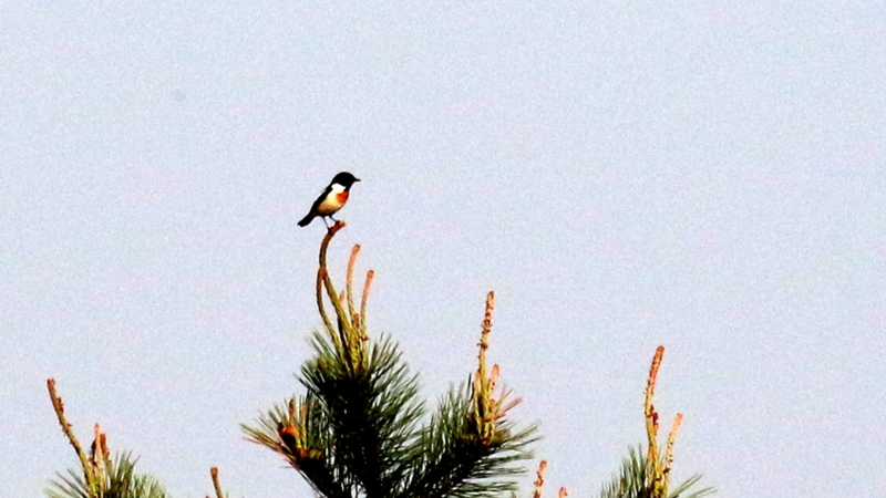 f:id:digibirds:20170525170235j:image