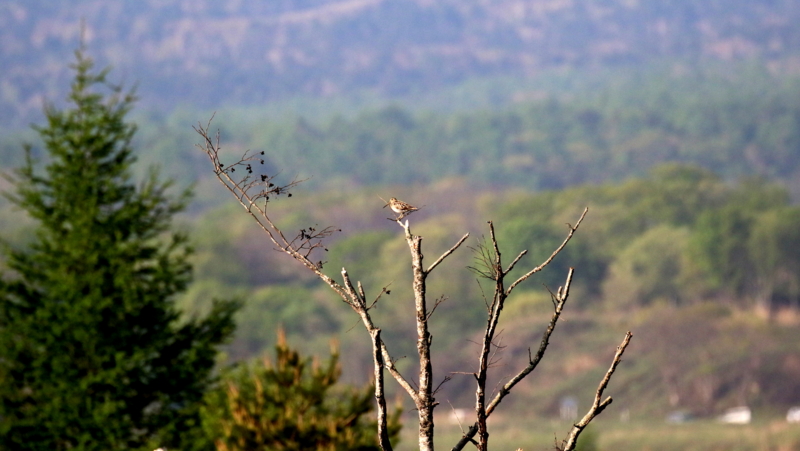 f:id:digibirds:20170525170411j:image
