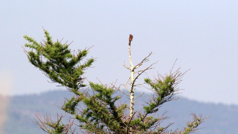 f:id:digibirds:20170525170647j:image